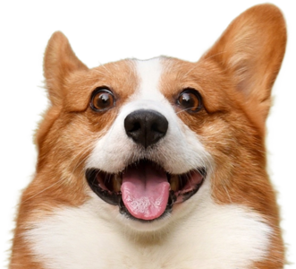 Happy Corgi — Boise Kennels in Boise, ID Happy Corgi — Boise Kennels in Boise, ID