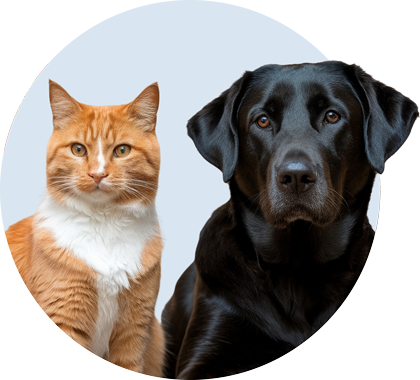 Ginger Cat and Black Dog — Boise Kennels in Boise, ID
