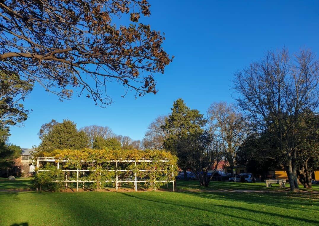 A Sunny Park With Green Grass, Trees, and a White Trellis Covered in Yellowing Vines — Clearspan Builders In Braidwood, NSW