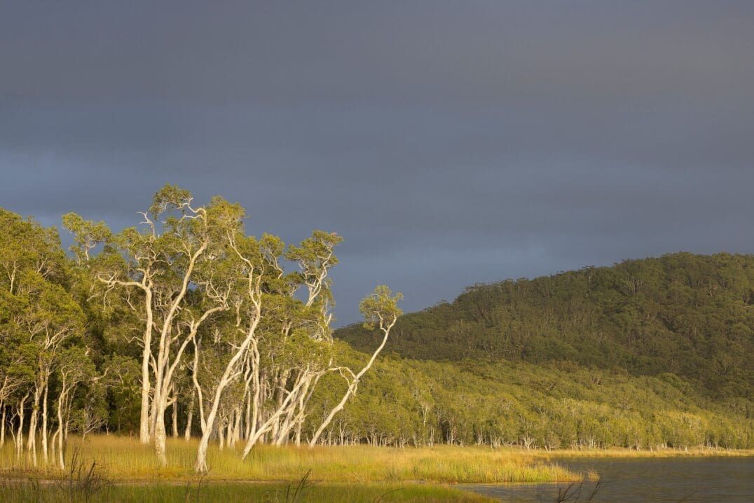 Trees With White Trunks Stand in a Field, a Storm Cloud Looms Over a Distant Mountain — Clearspan Builders In Michelago, NSW