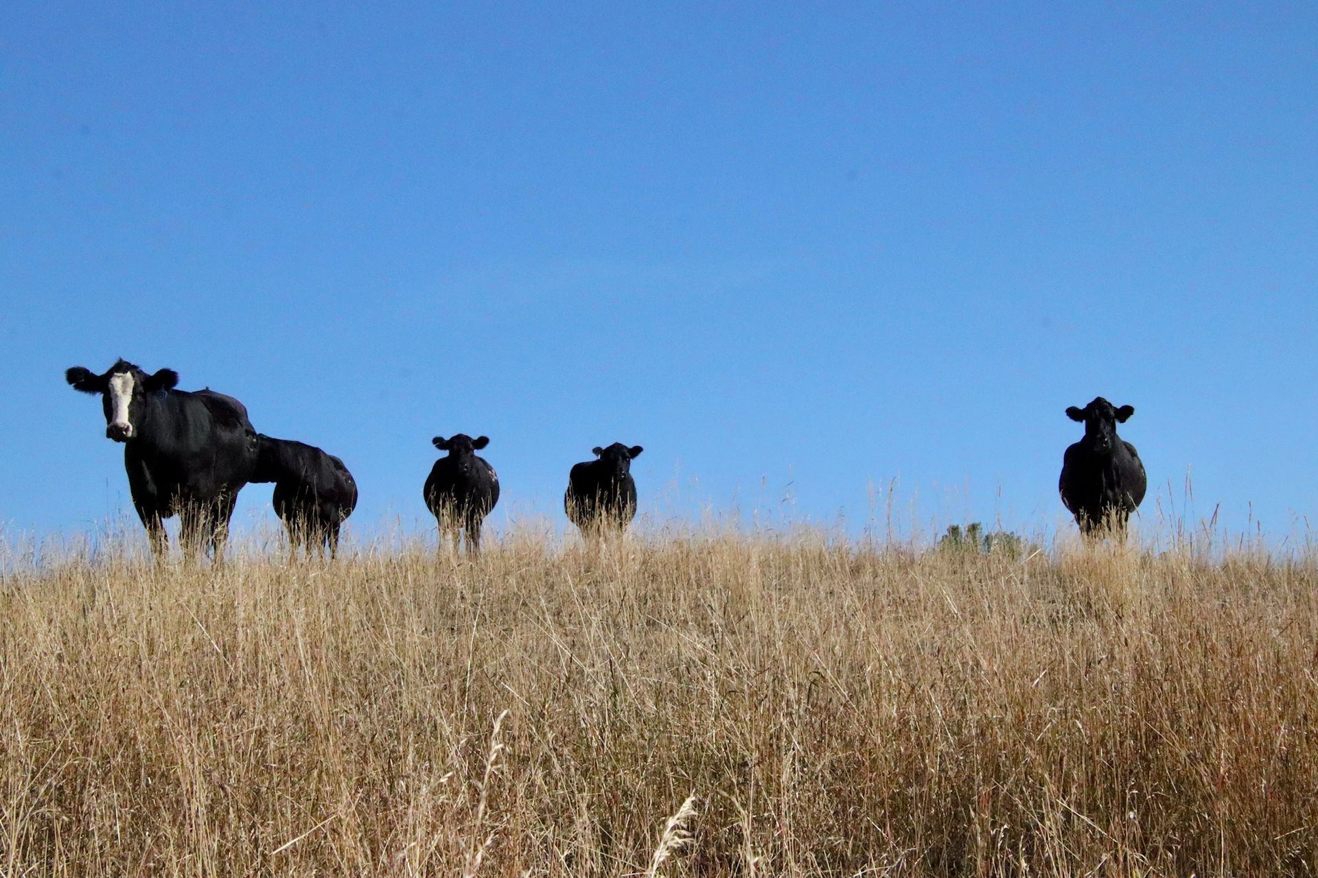 A herd of cows standing on top of a dry grass field