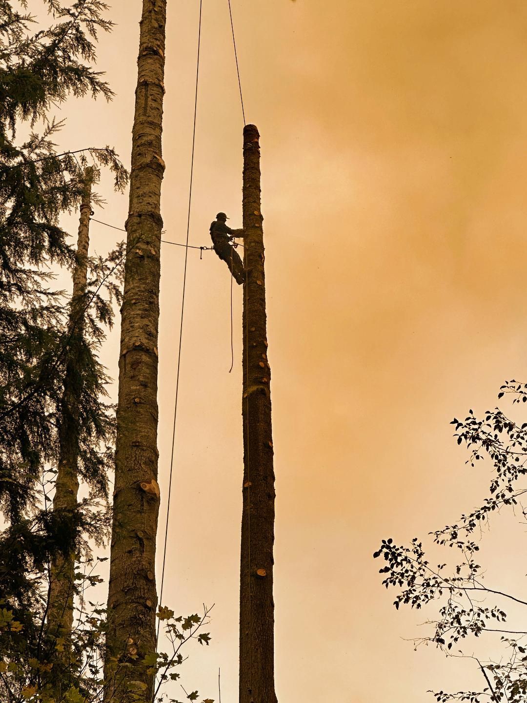 emergency tree service rainier or