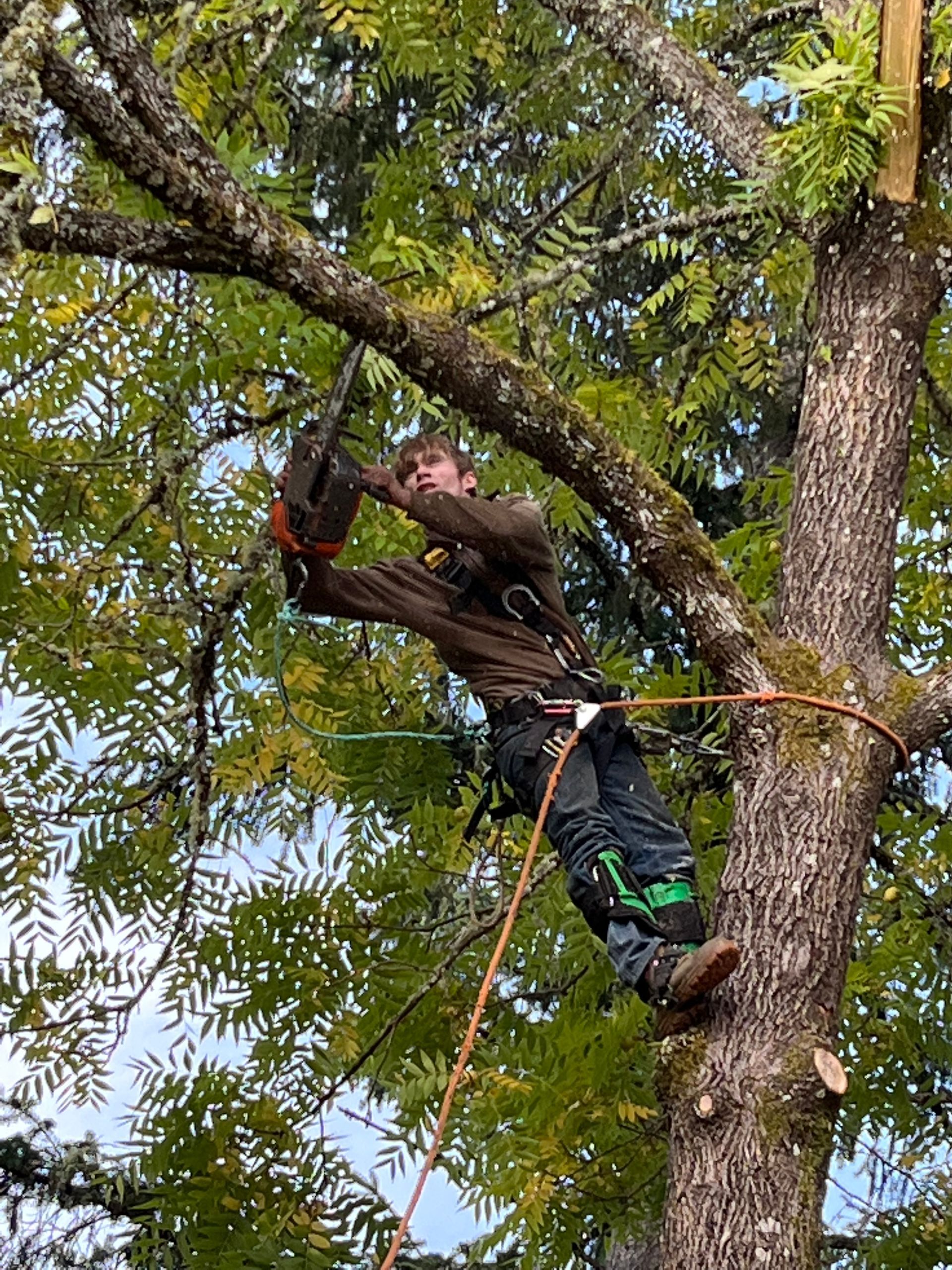 emergency tree service rainier or