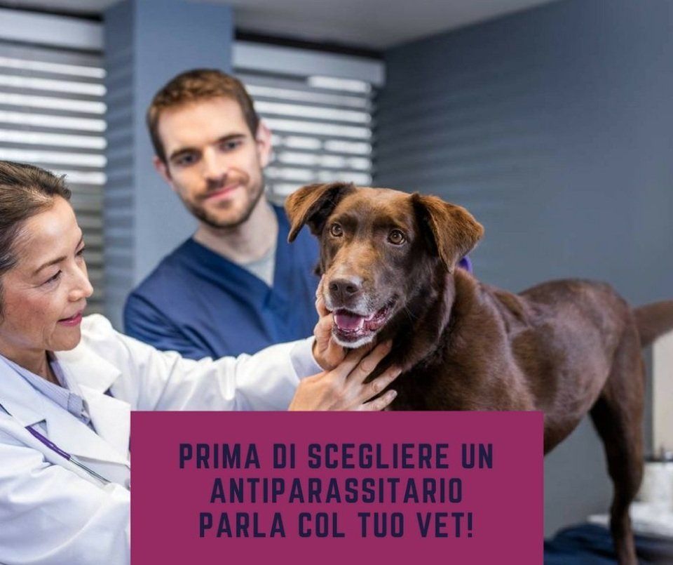 scelta dell'antiparassitario del cane