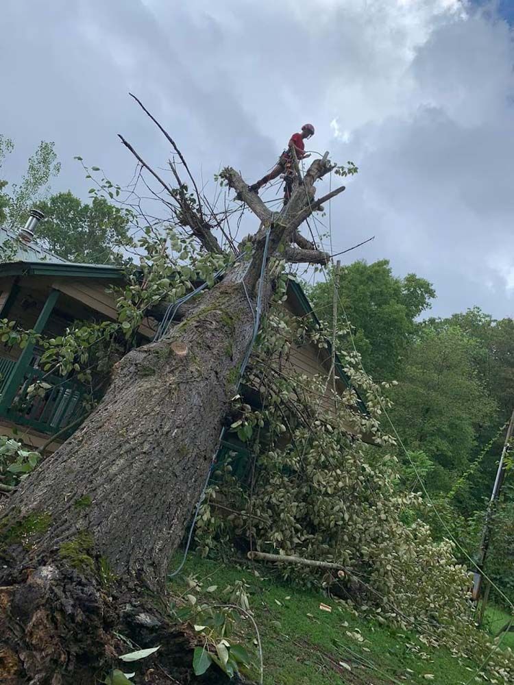 A man is standing on top of a fallen tree.