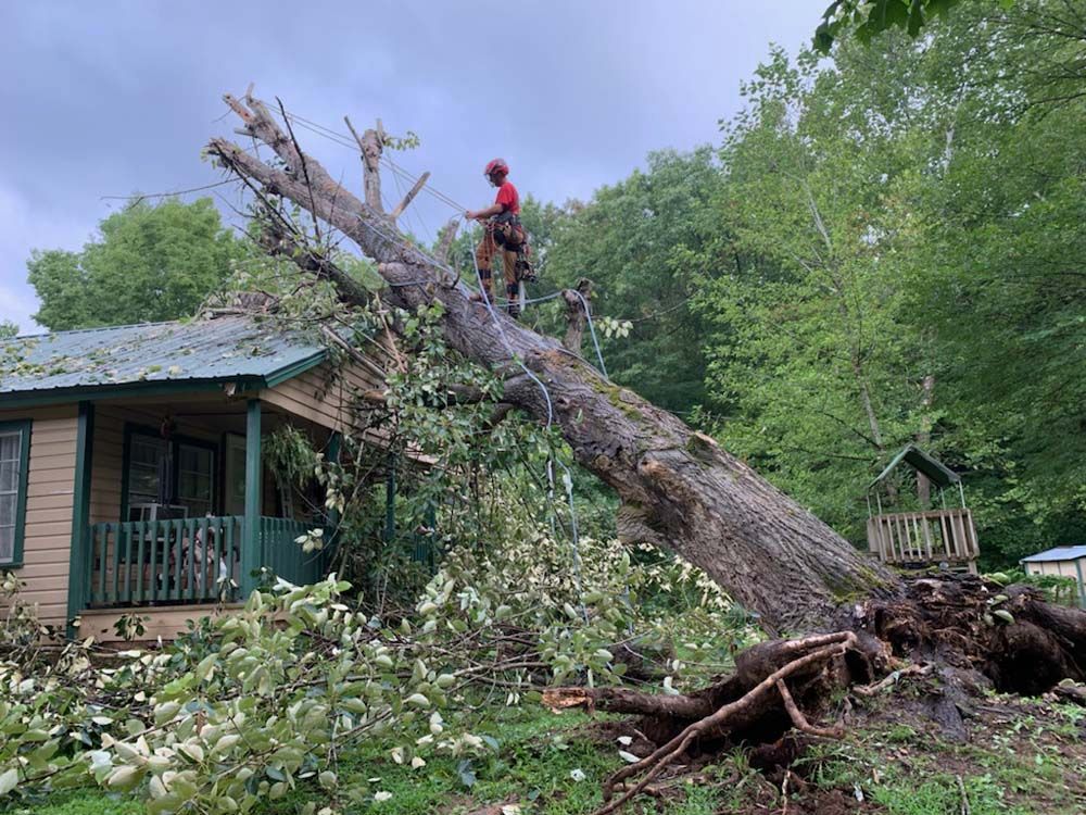 A man is standing on top of a fallen tree in front of a house.