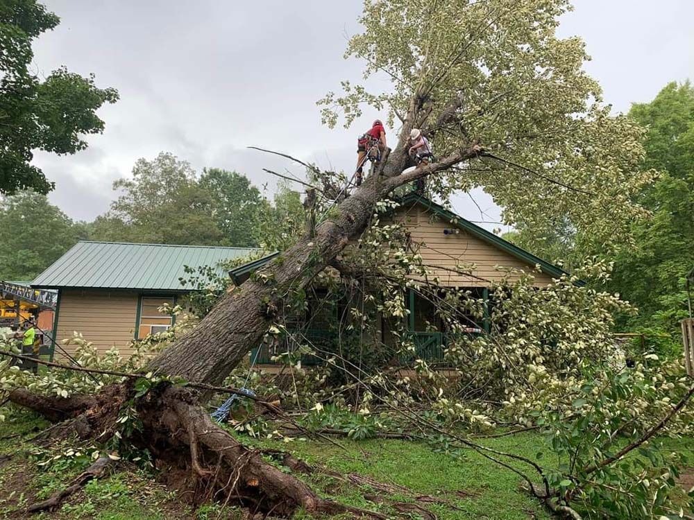 A large tree has fallen on top of a house.
