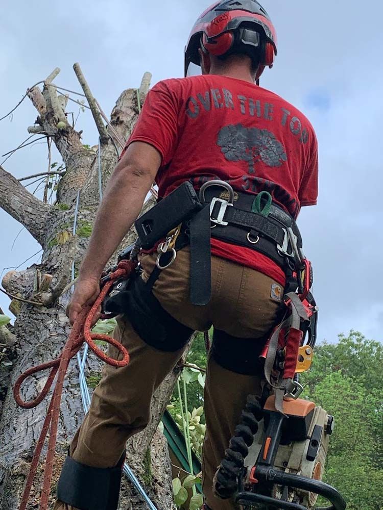 A man is standing next to a tree with a chainsaw.