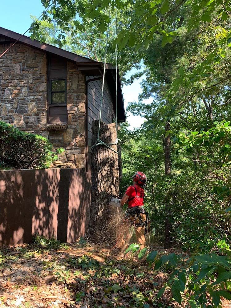 A man is cutting down a tree in front of a house.
