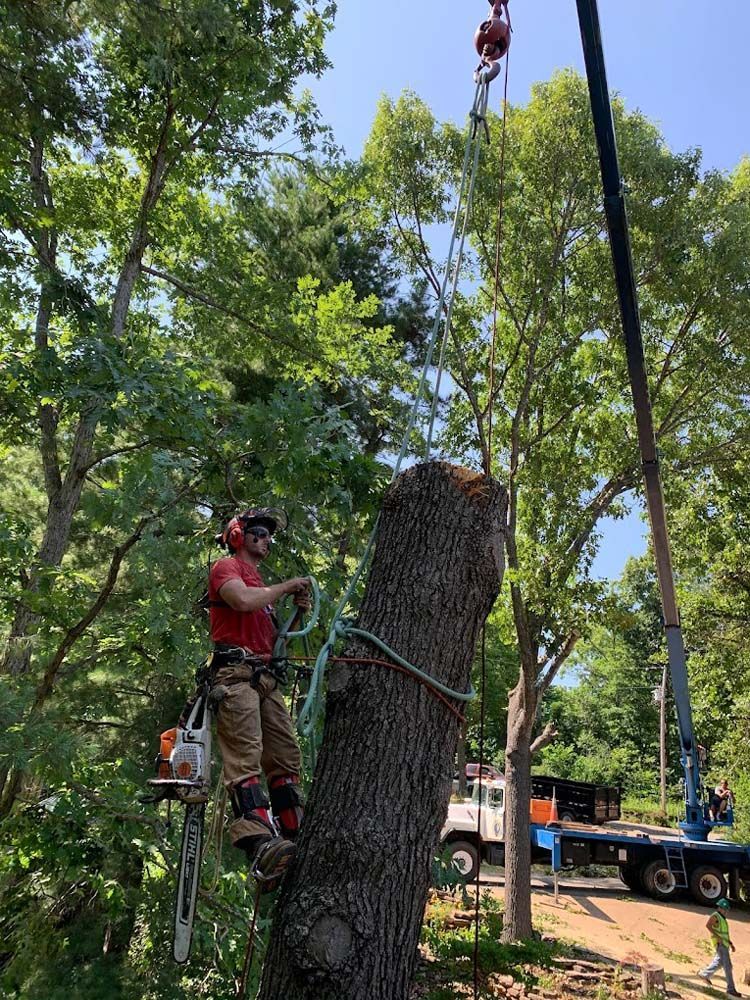 A man is climbing a tree with a chainsaw.