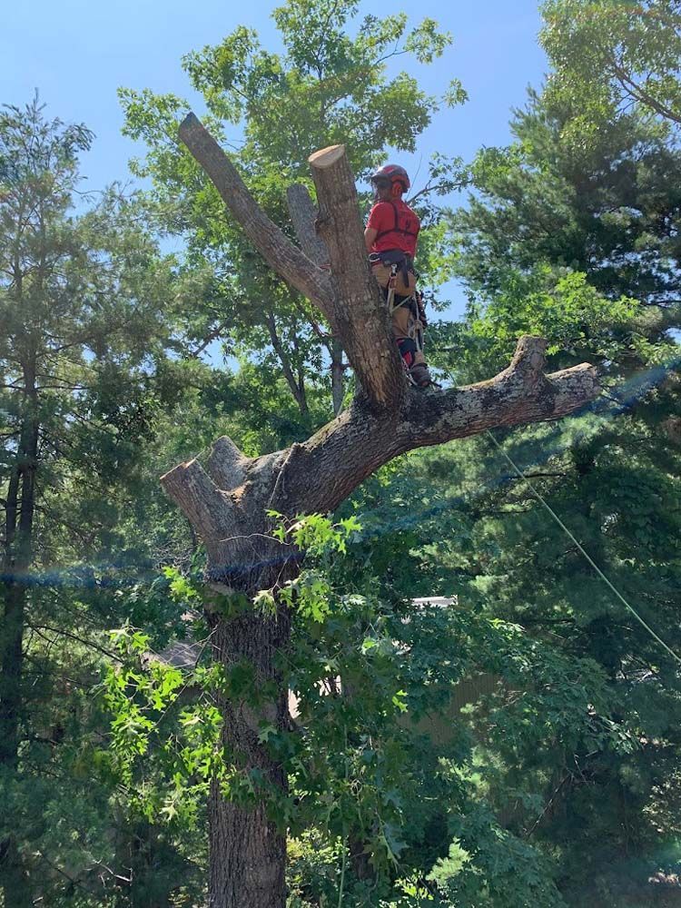 A man is climbing a tree with a chainsaw.