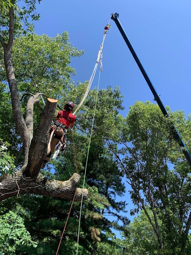 A man is cutting down a tree with a crane.