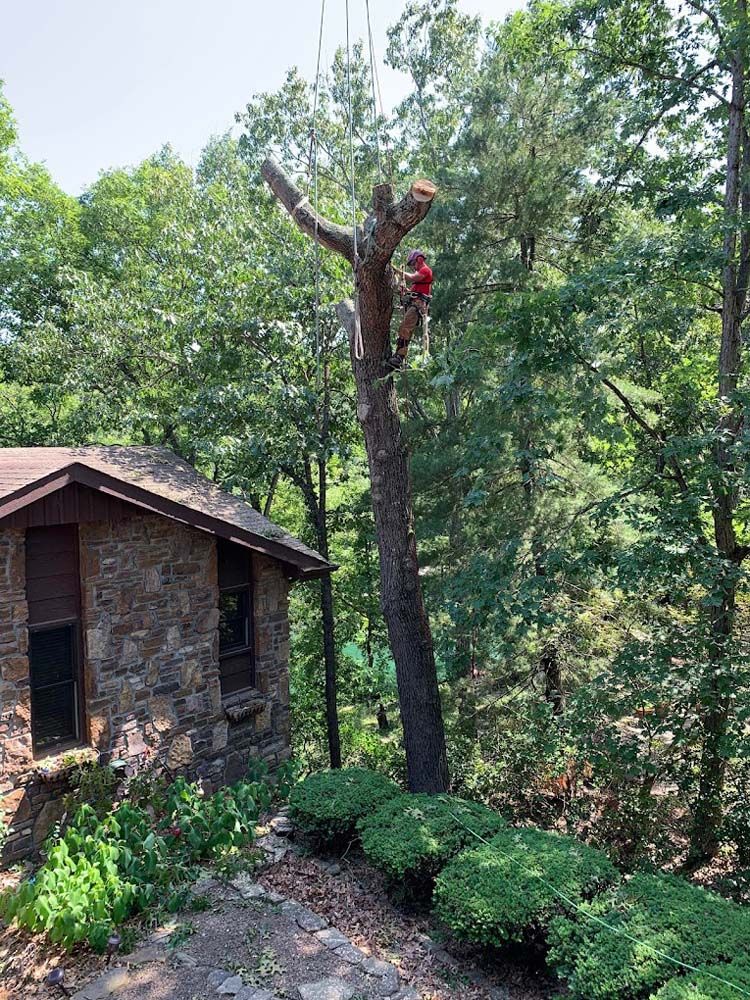 A man is climbing a tree in front of a house.