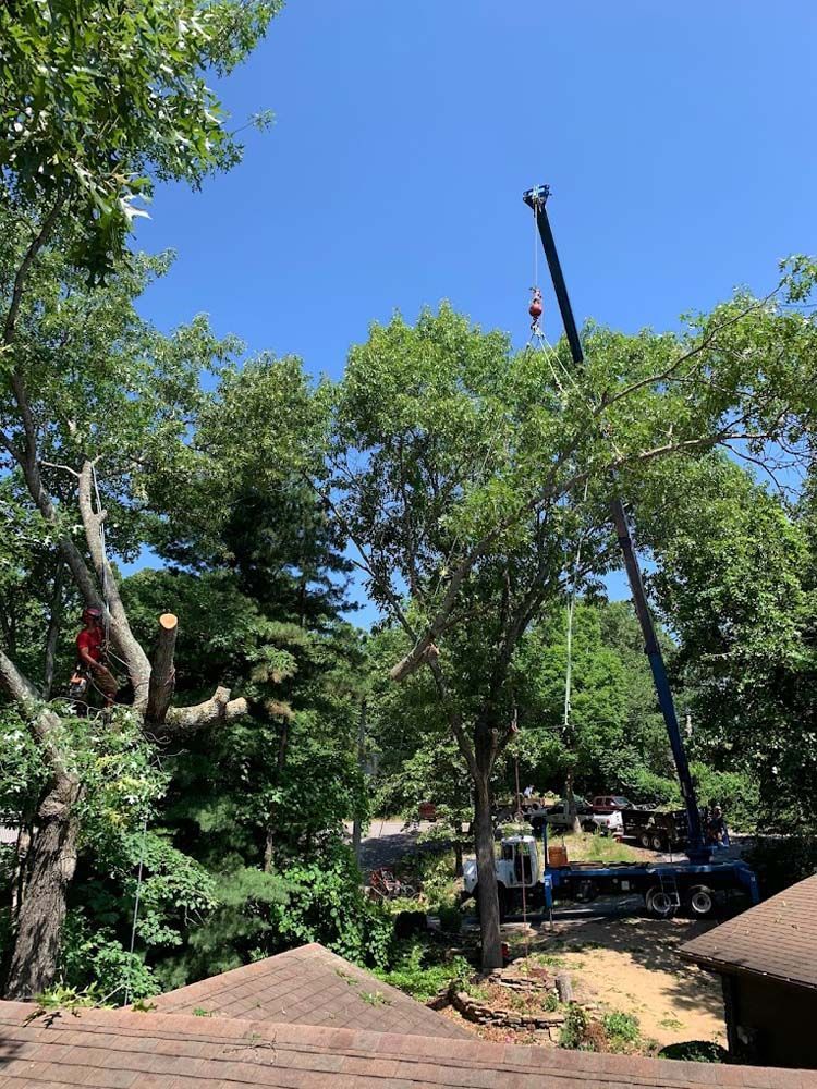 A large tree is being cut down by a crane.