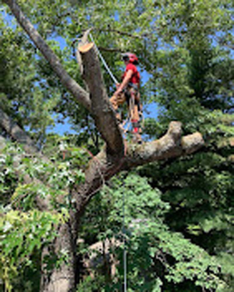A man is standing on top of a tree cutting a branch.