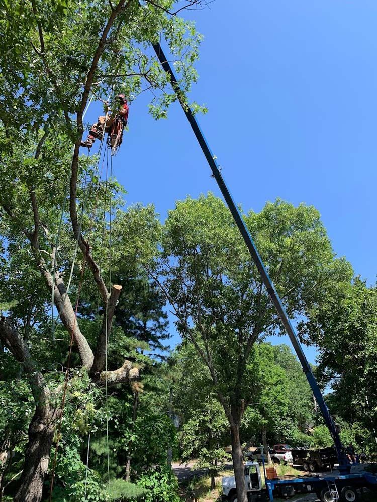 A man is climbing a tree with a crane.