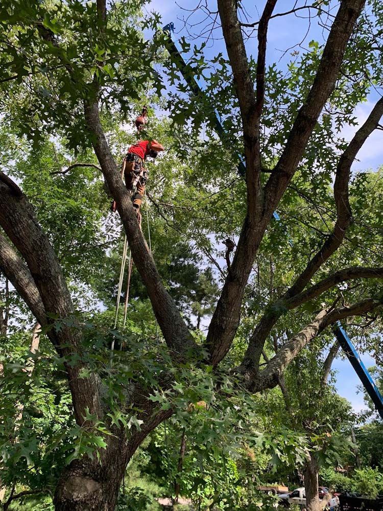 A man is climbing a tree with a crane in the background.