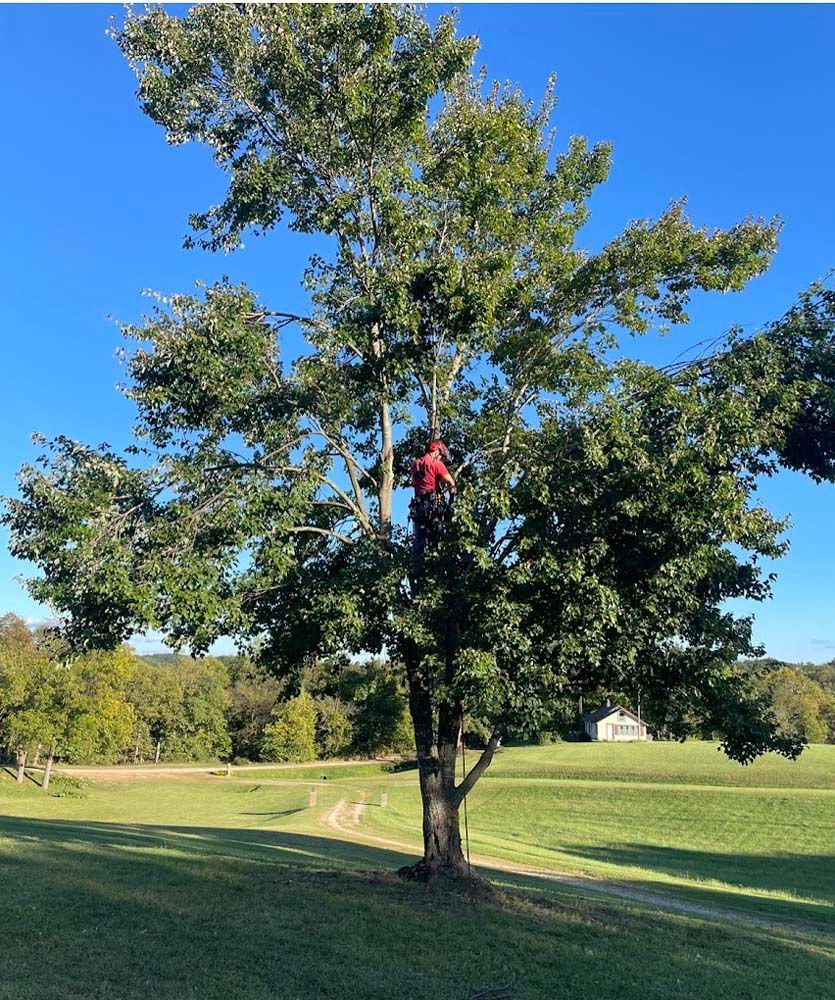 A man in a red shirt is standing on top of a tree