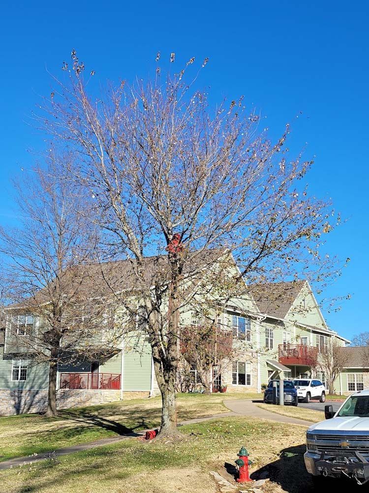 A man is climbing a tree in front of a house.