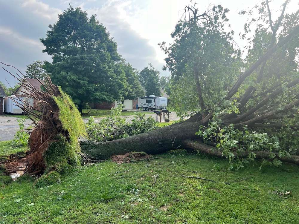 A large tree that has been knocked over by a storm is laying in the grass.