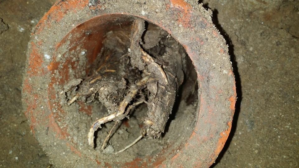 Common Plumbing Issues in Orange, CA – Tree roots clogging a sewer pipe.