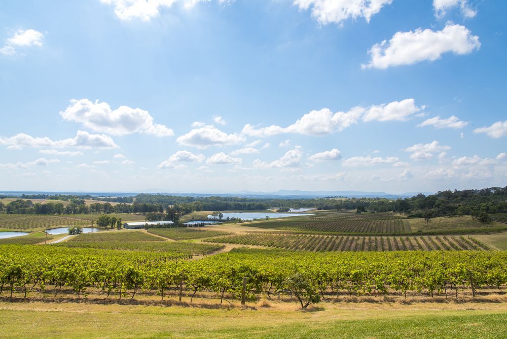 Vineyard Rows Under a Blue Sky With Scattered Clouds — Central Coast Commercial Kitchen Cleaning in Hunter Valley, NSW