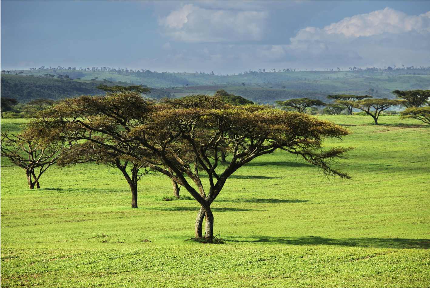 Green savanna with acacia trees under a cloudy sky.