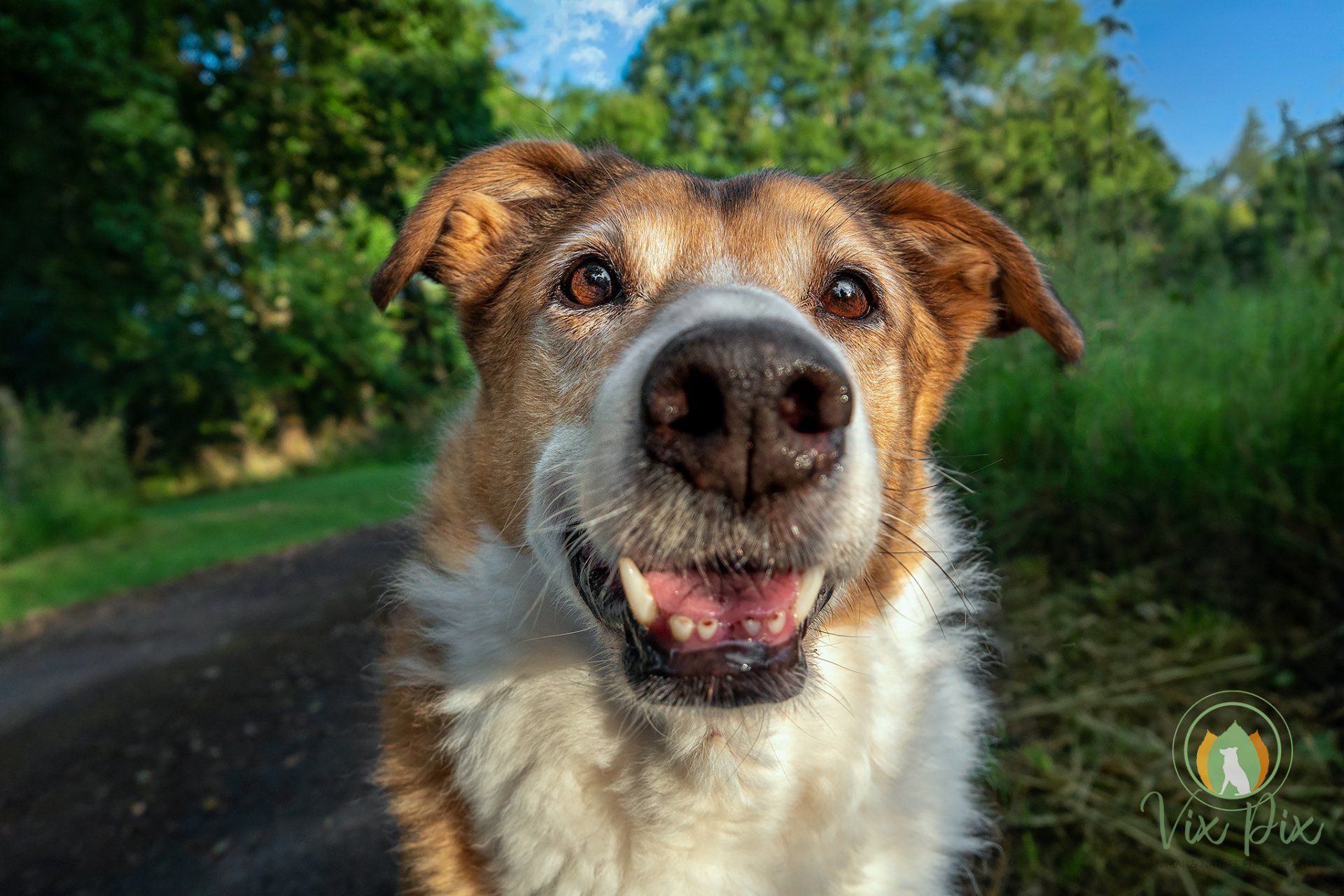 South Shropshire and North Worcestershire Dog Businesses