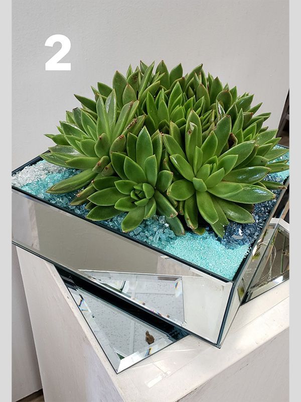 A potted plant with the number 2 on it