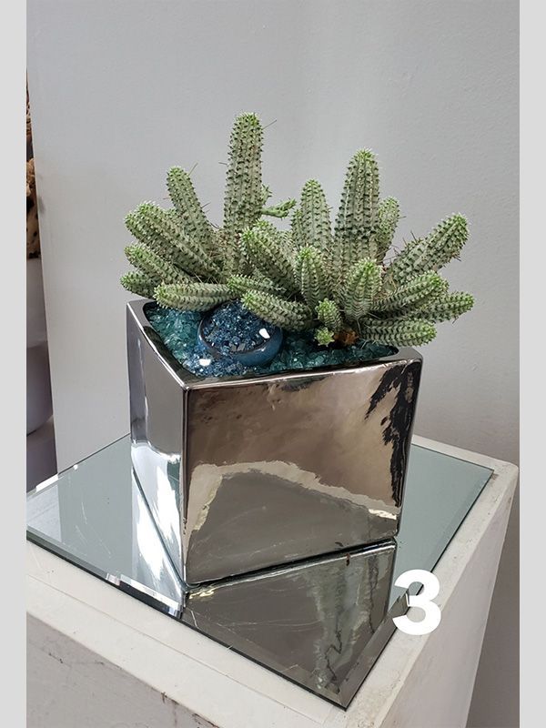 A potted plant is sitting on top of a mirrored table.