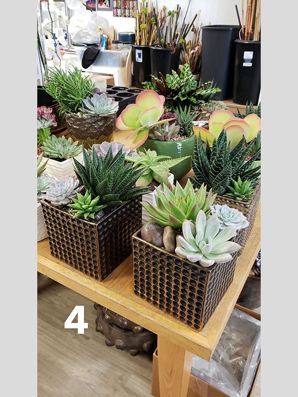 There are many different types of succulents on the table.