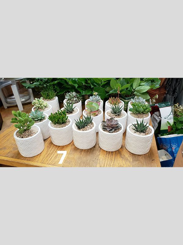 A bunch of potted plants are sitting on top of a wooden table.