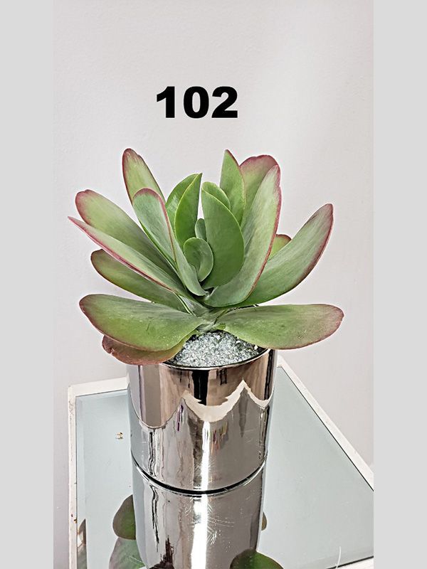 A potted plant is sitting on top of a glass table.