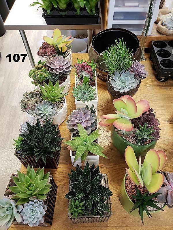 There are many different types of succulents on the table.