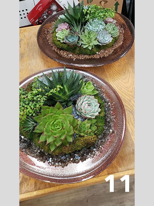Two plates filled with succulents are sitting on a wooden table.