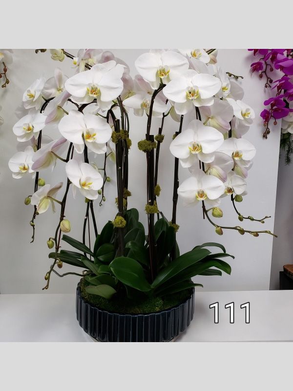 A potted plant with white flowers and the number 111 on the bottom