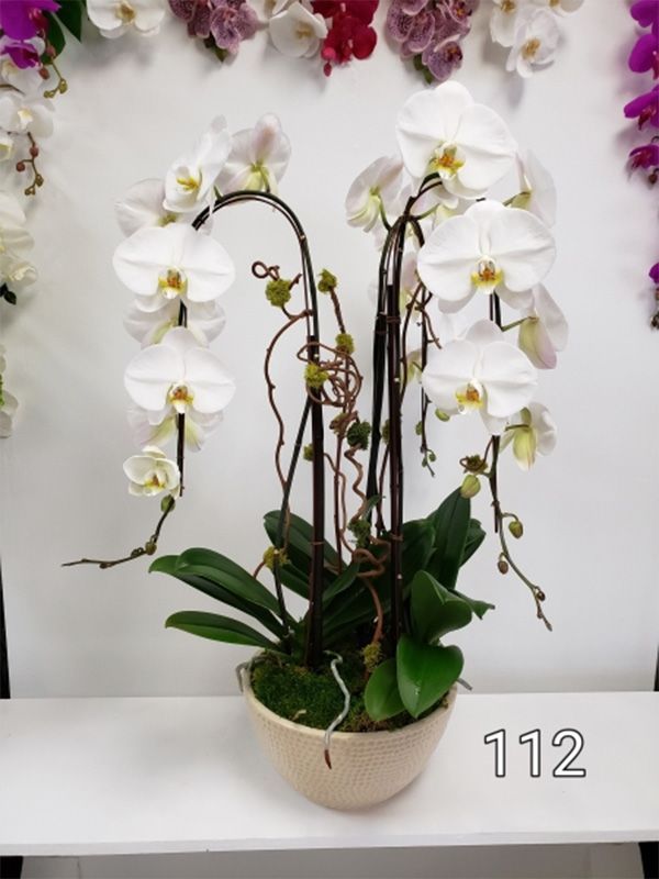 A potted plant with white flowers and the number 112 on it