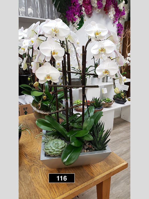 A potted plant with white orchids and succulents on a wooden table.