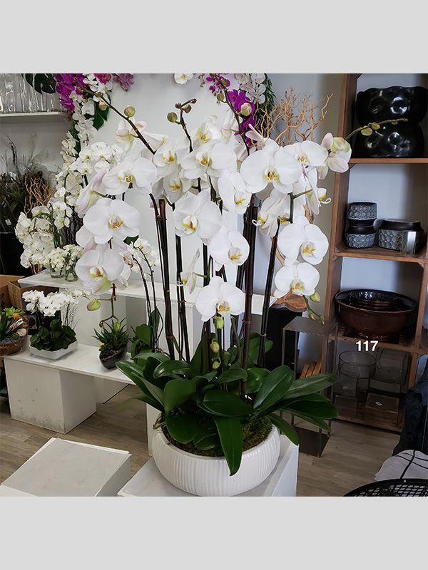 A bunch of white orchids in a white pot in a room.