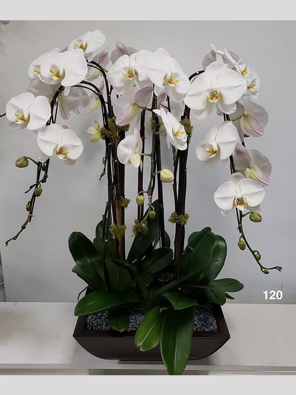 A potted plant with white flowers and green leaves