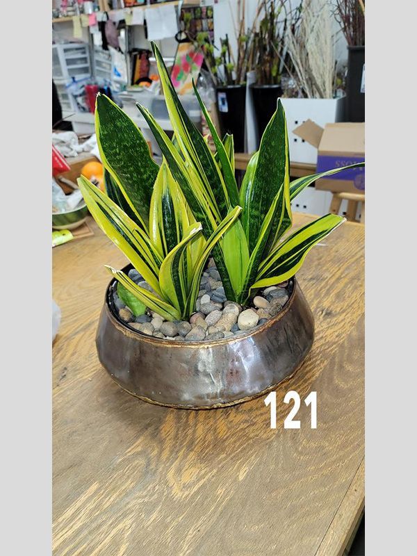 A potted plant is sitting on a wooden table.