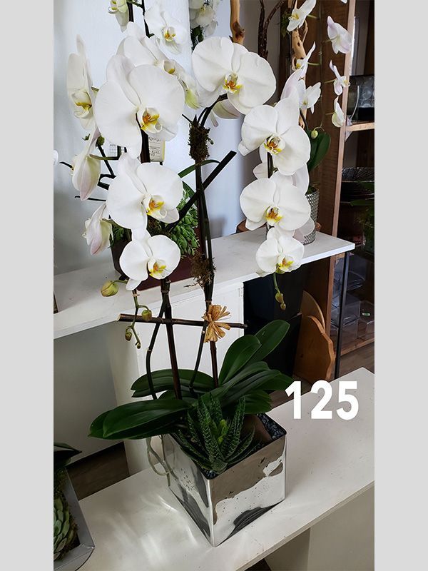 A potted plant with white flowers and the number 125 on it