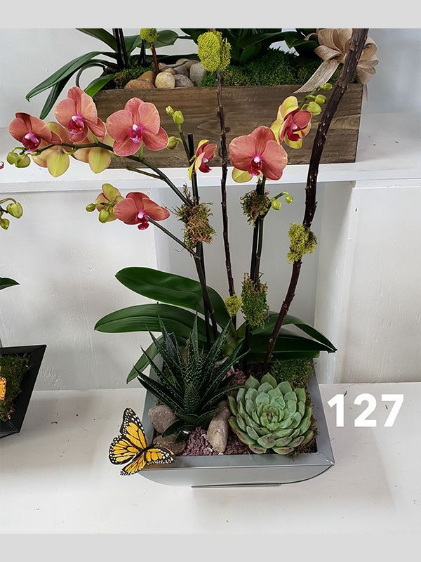 A butterfly is sitting on top of a potted plant.