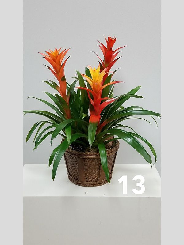 A potted plant with red and yellow flowers is sitting on a table.