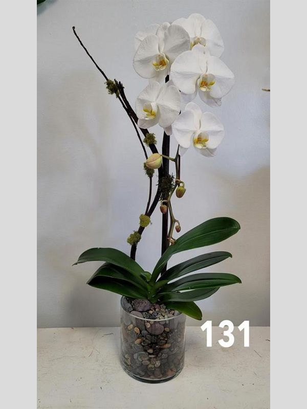 A potted plant with white flowers and the number 131 next to it