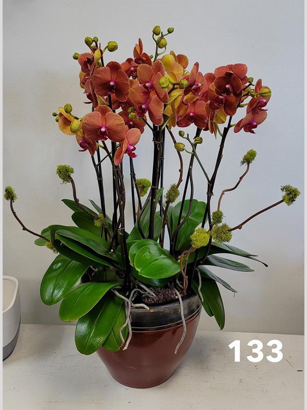 A pot of flowers with the number 133 on it