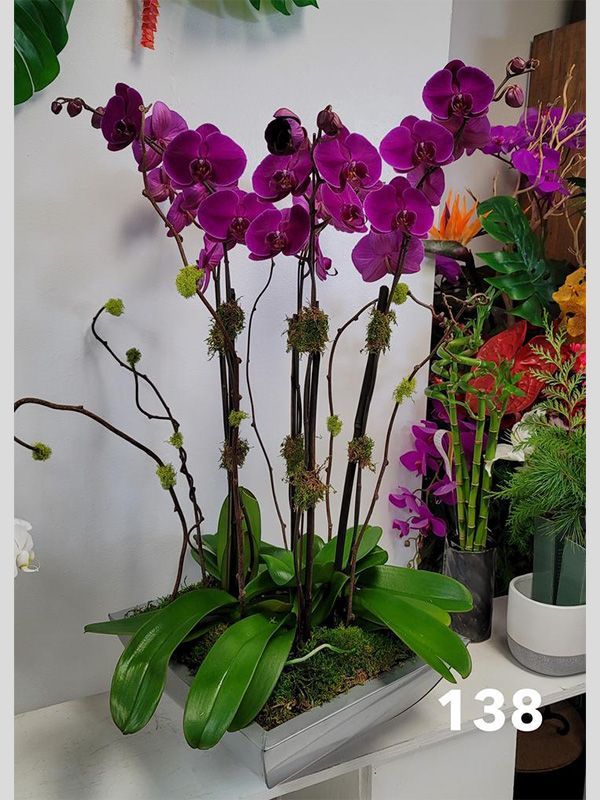 A potted plant with purple flowers and the number 138 on it