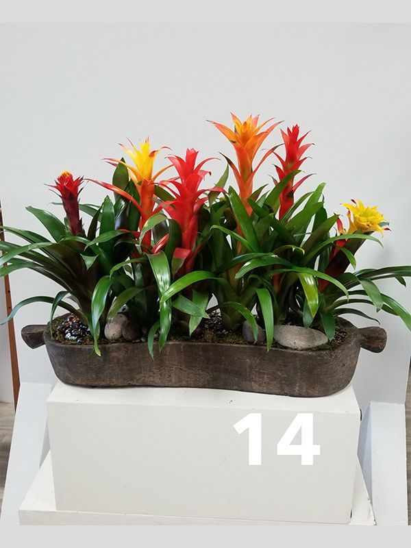 A potted plant with the number 14 on it