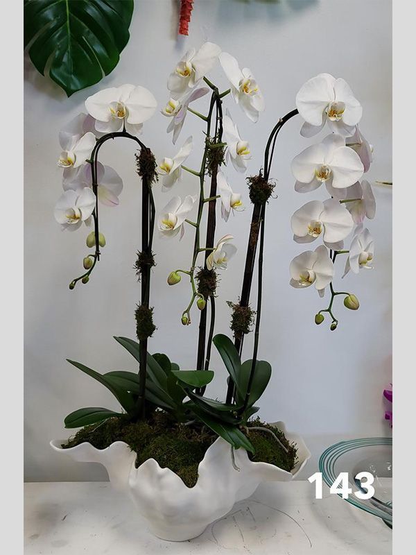 A potted plant with white flowers and the number 143 on it