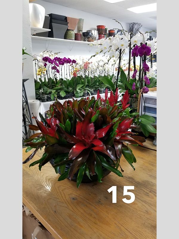 A potted plant with the number 15 on it is on a wooden table.